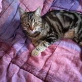 Picture of cat lost at Saint Jacques De La Lande