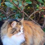 Picture of cat lost at Saint Cyr Sur Mer 83270
