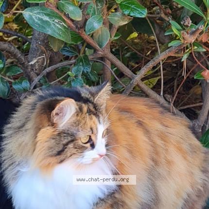 Photo 1/1 Isis Chat lost in Saint cyr sur mer 83270