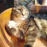 Picture of cat lost at Poulseur