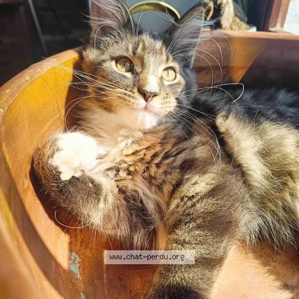 Photo 1/1 Wilson ou Wiwi Chat lost in Poulseur