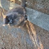 Picture of cat lost at Saint Cyr Sur Mer 83270