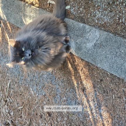 Photo 1/1 Grisette Chat lost in Saint cyr sur mer 83270