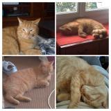 Picture of cat lost at Ris Orangis