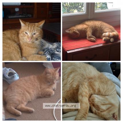 Photo 1/1 Rouky Chat lost in Ris orangis