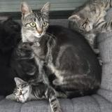 Picture of cat lost at Anse