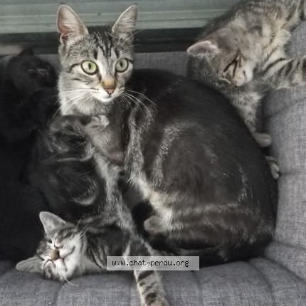 Photo 1/1 Minnie Chat lost in Anse