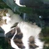 Picture of cat found at Saint Androny