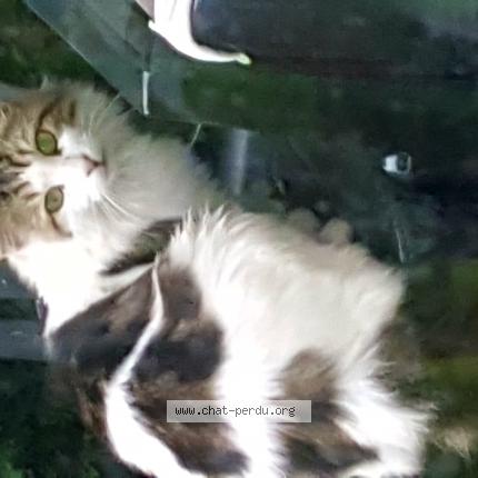 Photo 1/3 Cat reunited Found in Saint androny