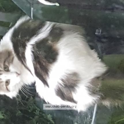 Photo 3/3 Cat reunited Found in Saint androny