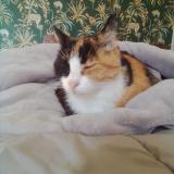 Picture of cat lost at Puyoo