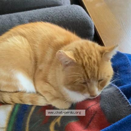Foto van vermiste kat in Embourg