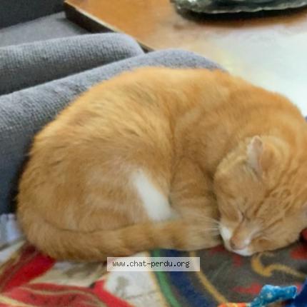 Foto 2/3 Kat teruggevonden Vermist in Embourg