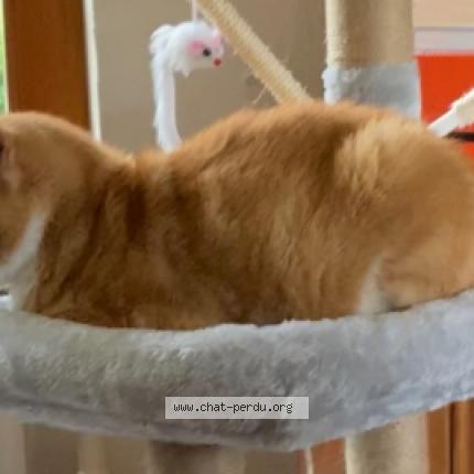 Foto 3/3 Kat teruggevonden Vermist in Embourg