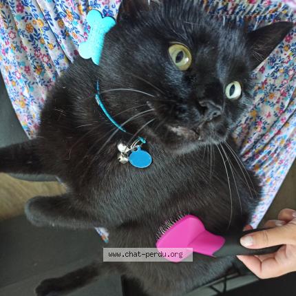 Photo 1/1 Reunited cat Lost in Sainte Therese