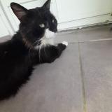 Picture of cat lost at Aubevoye