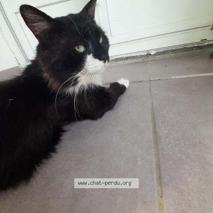 Photo 1/1 Felix Chat lost in Aubevoye