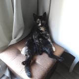 Picture of cat lost at St Clement Les Places