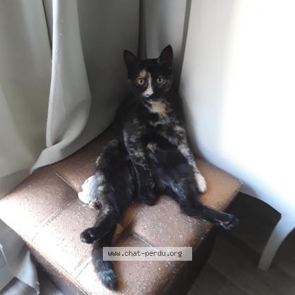 Photo 1/1 Cat reunited Lost in St clement les places