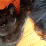 Picture of cat lost at Marsac Sur L Isle