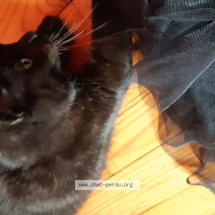 Photo 1/1 Saturne Chat lost in Marsac sur l isle