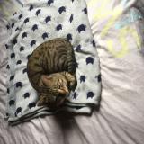 Picture of cat lost at Villenave