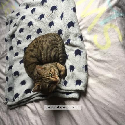 Photo 1/1 Cat reunited Lost in Villenave