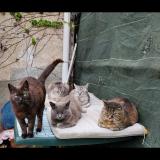 Picture of cat lost at Le Perray En Yvelines