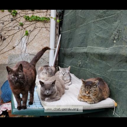 Photo 1/1 Mimi Chat lost in Le perray en yvelines