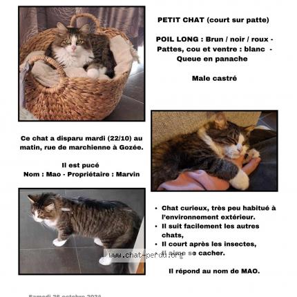 Foto 1/1 Kat teruggevonden Vermist in Thuin