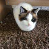 Picture of cat lost at Echarlens