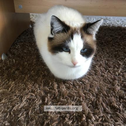 Photo 1/1 Olafe Chat lost in Echarlens