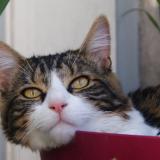 Picture of cat lost at La Madeleine