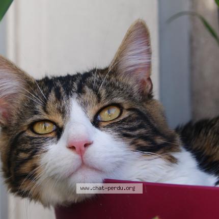 Photo 1/1 Costaud Chat lost in La madeleine