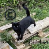 Picture of cat lost at Urgosse