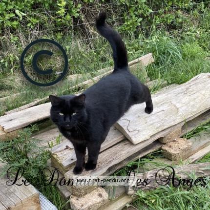 Photo 1/1 Je ne le dirait pas Chat lost in Urgosse