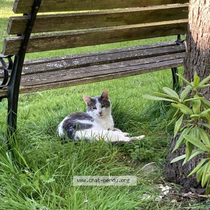 Photo 1/1 Tao Chat lost in Montval sur loir