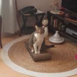 Picture of cat lost at Le Pallet