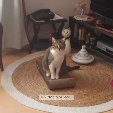 Photo 1/1 Nyoki Chat lost in Le pallet