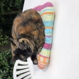 Picture of cat lost at Vertou