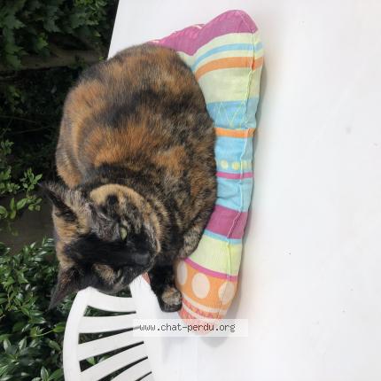 Photo 1/1 Minouche Chat lost in Vertou