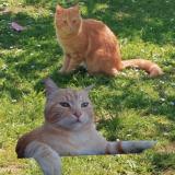 Picture of cat lost at Etampes