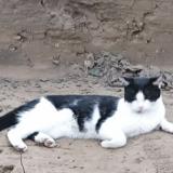Picture of cat lost at Dourdan