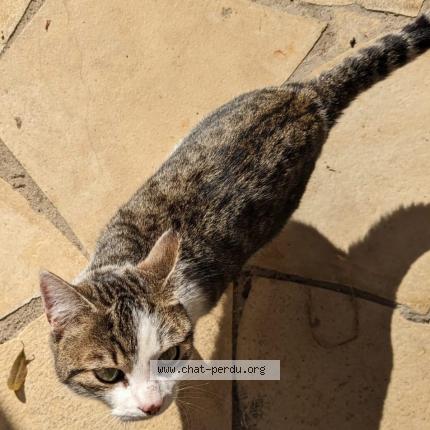 Photo 1/1 Milo Chat lost in Avignon