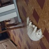 Picture of cat lost at Mouscron