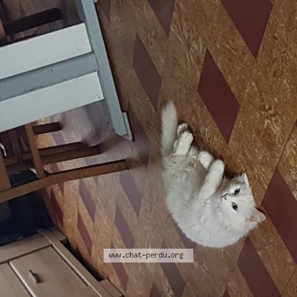 Photo 1/1 Daisy Chat lost in Mouscron