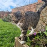 Picture of cat lost at Frasnes Lez Gosselies