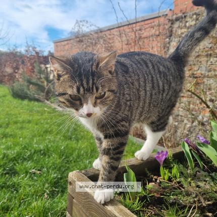 Photo 1/1 Peach Chat lost in Frasnes lez gosselies