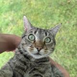 Picture of cat lost at Ecommoy