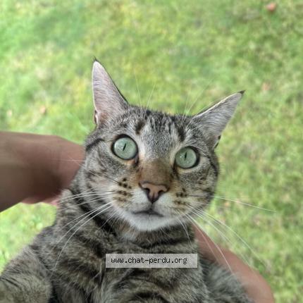 Photo 1/1 Stick Chat lost in Ecommoy